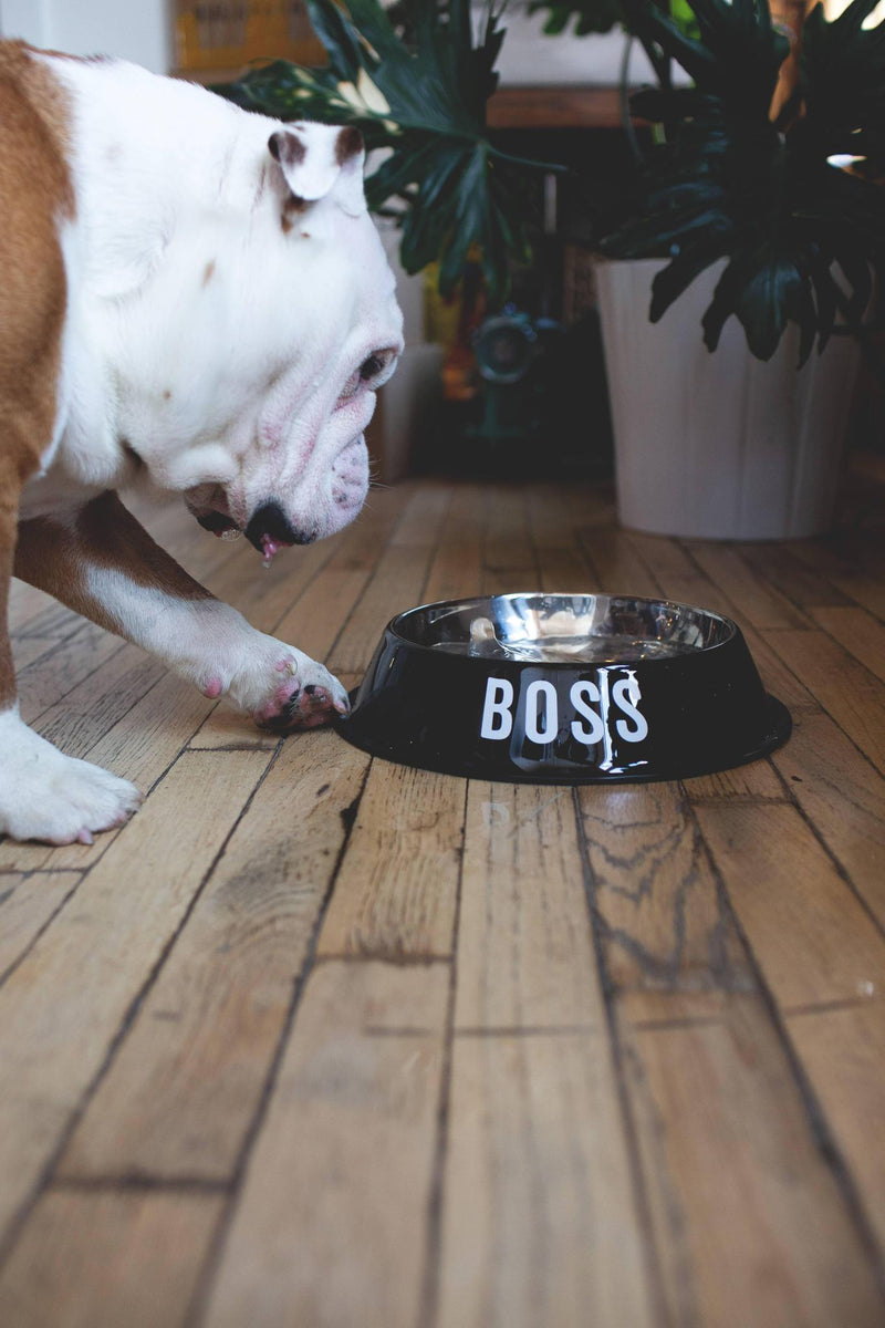Boss Pet Bowl